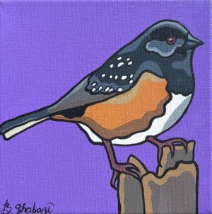 Eastern Towhee