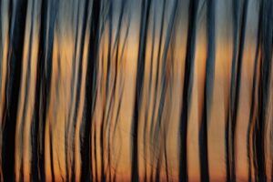 Les voix des arbres 18