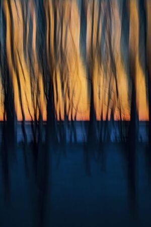 La voix des arbres 20