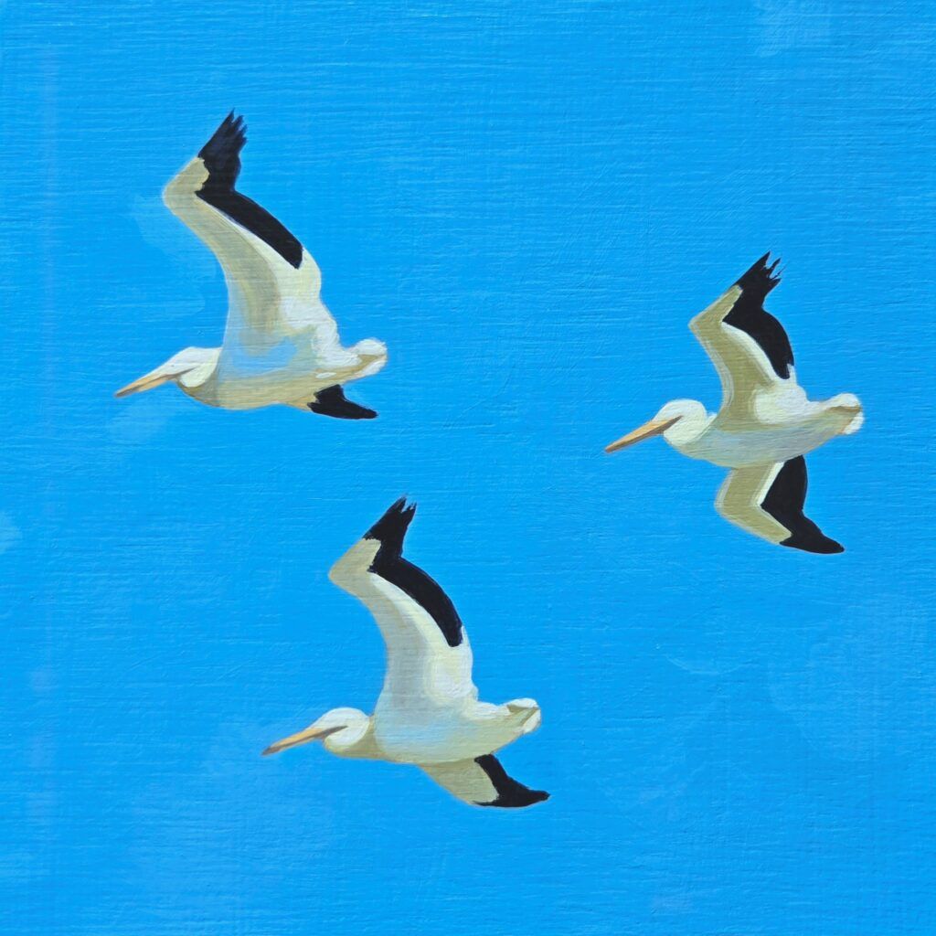 White Pelicans