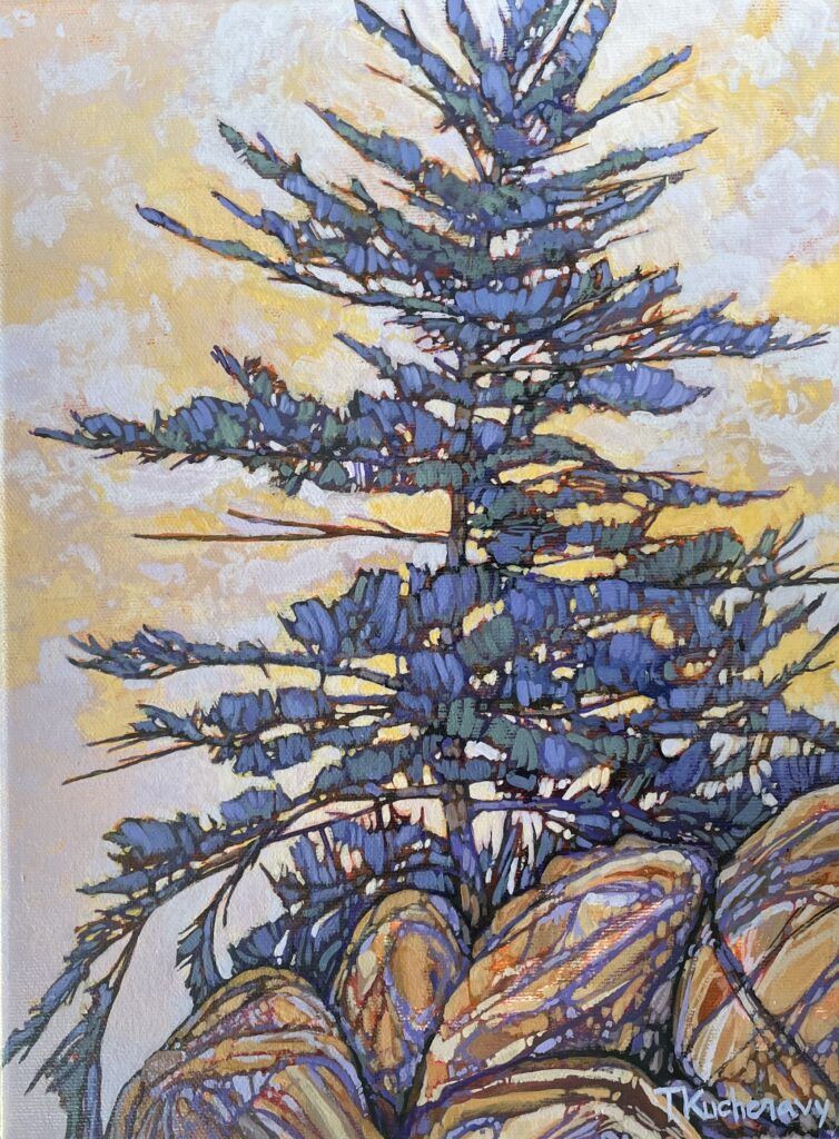 Wind Swept Pine Along Hwy No. 1